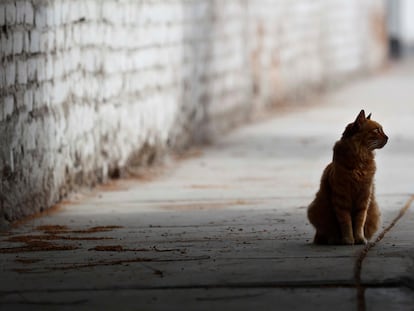 Un gato en una calle vacía, en Lima (Perú).