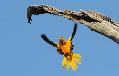 El guacamayo guaruba es una de las especies m&aacute;s amenazadas de las selvas de Par&aacute;.