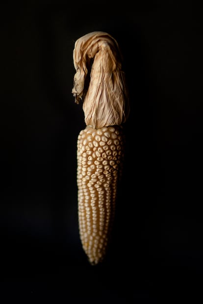 Una mazorca de maíz blanco.