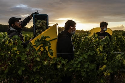 Trabajadores recogen uvas en Leognan, al suroeste de Francia, el 17 de agosto de 2022.