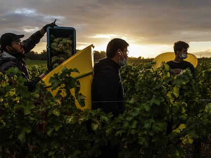Trabajadores recogen uvas en Leognan, al suroeste de Francia, el 17 de agosto de 2022.