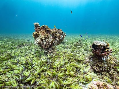 Algas marinas y corales en el banco Saya de Malha, entre Mauricio y Seychelles en el Océano Índico.
