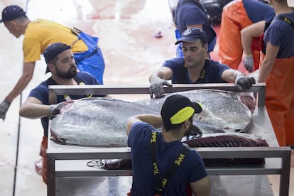 Varios operarios en la nave de despiece, colocan y etiquetan los lomos de los atunes.