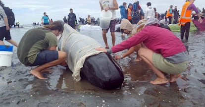 Voluntários trabalham para manter úmida a pele de uma baleia-piloto.