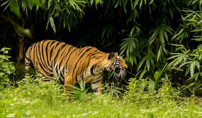 Foto de archivo de un tigre en la India.