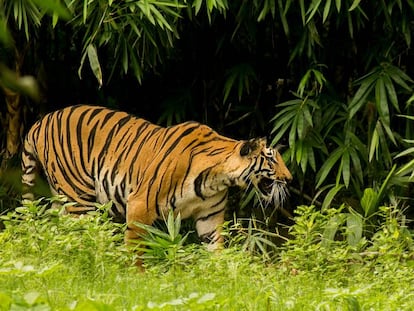 Foto de archivo de un tigre en la India.