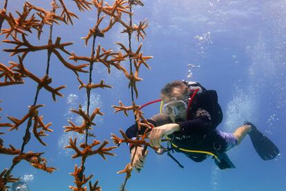 Volunteer Daniel Hyduke of Miami Beach, Fla., clips a fragment of coral to be transplanted from the coral nursery to the reef, Friday, Aug. 4, 2023, off of Key Biscayne, Fla