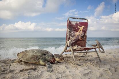 Una tortuga yace muerta en el Refugio Nacional de Vida Silvestre Bon Secour de Alabama (Estados Unidos) después de ser atada a una silla de playa con una cuerda. La tortuga lora ('Lepidochelys kempii') es una de las tortugas marinas más pequeñas con solo 65 centímetros de largo y se encuentra en peligro crítico de extinción.