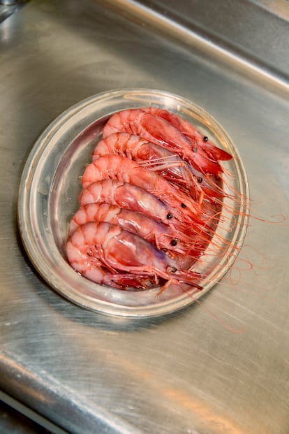 Gamba roja en formación.