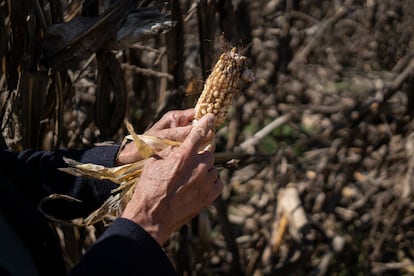 Producción de maíz en México