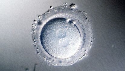 Embrión momentos después de la fecundación.