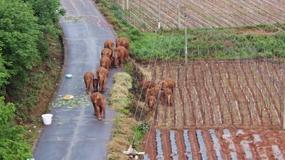 Los paquidermos deambulan por las tierras de cultivo del municipio de Shuanghe, en una imagen tomada el pasado 4 de junio.