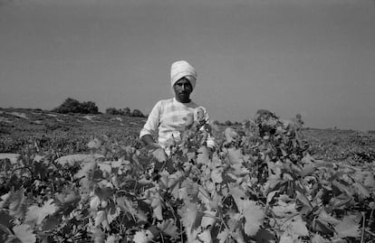 Campesino recolectando pepinos en la Franja de Gaza en 1987. Imagen perteneciente a la The Joss Dray Collection.