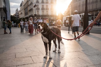 Un mastín en la Puerta del Sol (Madrid).