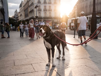 Un mastín en la Puerta del Sol (Madrid).