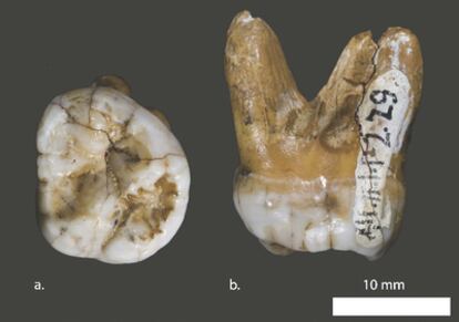 Molar hallado en la cueva de Denisov (sur de Siberia) perteneciente a una población asiática estrechamente relacionada con los neandertales europeos