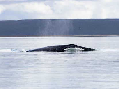 Ballena gris en la Reserva de la Biosfera de El Vizcaíno en Baja California Sur