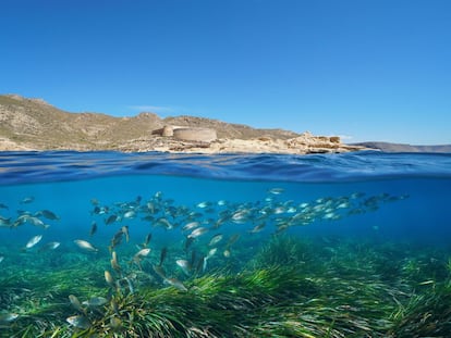 Entre las poblaciones almerienses de Aguadulce y Roquetas de Mar se encuentra este monumento natural, uno de los últimos reductos de los <a href=" https://myalmeria.com/blog/46-praderas-de-posidonia-oceanica-en-almeria " target="_blank">arrecifes de posidonia </a> en las costas del Mediterráneo. Su necesidad de aguas limpias y oxigenadas convierte esta barrera en un espacio amenazado por el progreso y en un testigo privilegiado del cambio climático. También es un excelente reclamo para el buceo en unos fondos submarinos sublimes.