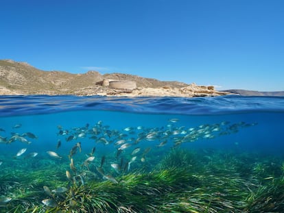 Entre las poblaciones almerienses de Aguadulce y Roquetas de Mar se encuentra este monumento natural, uno de los últimos reductos de los arrecifes de posidonia  en las costas del Mediterráneo. Su necesidad de aguas limpias y oxigenadas convierte esta barrera en un espacio amenazado por el progreso y en un testigo privilegiado del cambio climático. También es un excelente reclamo para el buceo en unos fondos submarinos sublimes.