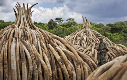 Un ranger del servicio de fauna de Kenia (KWS) está de guardia cerca del marfil apilado, en el Parque Nacional de Nairobi, Kenia.