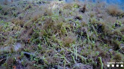 El alga invasora detectada en el Cap de Creus