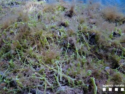 El alga invasora detectada en el Cap de Creus