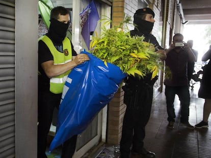 Els Mossos en una operació contra el tràfic de marihuana a Barcelona.