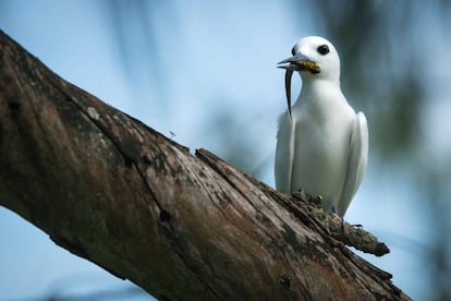 Un charrán blanco con un pez en el pico, en la isla de Bird.