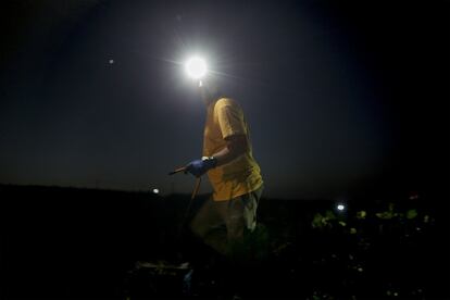 Trabajar en el campo siempre es duro, pero la temperatura de la noche lo hace algo más liviano.