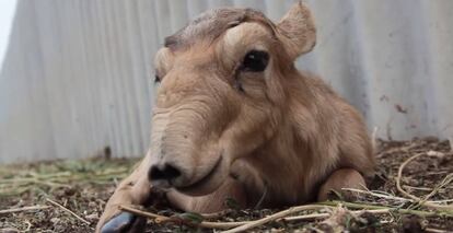 Un ejemplar reci&eacute;n nacido de saiga, en Rusia.