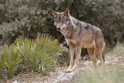 Un ejemplar de lobo ib&eacute;rico. 