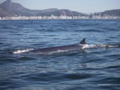 As baleias voltam a se apaixonar pelo Rio