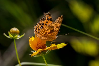 Una mariposa sobre una flor, en el humedal de Sangu, Corea del Sur.