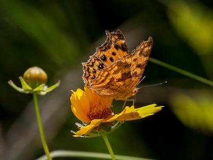 Una mariposa sobre una flor, en el humedal de Sangu, Corea del Sur.