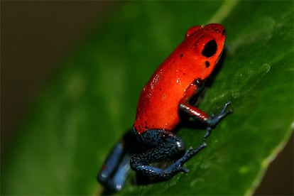 En Costa Rica, país que posee el cuatro por ciento de la biodiversidad del planeta, habitan 181 especies de anfibios, de los cuales la del famoso sapo dorado ya ha desaparecido. Además de las 23 en peligro grave, otras 22 especies tienen poblaciones muy reducidas y 20 se consideran vulnerables. Sólo 87 poblaciones de los 181 tipos de anfibios del país están en buenas condiciones, según los estudios biológicos.