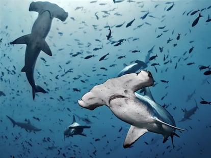 Varios ejemplares de tiburón martillo nadan junto a otras especies.