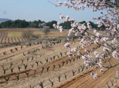 Vi&ntilde;edos de la bodega La Horra (Burgos).