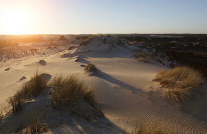 Dunas características del parque natural de Doñana.