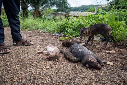 En algunas partes de Costa de Marfil, la carne de animales silvestres se vende en los márgenes de la carretera, viva o muerta. Según el Fondo Mundial para la Naturaleza (WWF, por sus siglas en inglés), en medio siglo el número de animales salvajes del continente africano ha descendido un 65%. La organización lo atribuye en gran medida a la “actividad humana”.