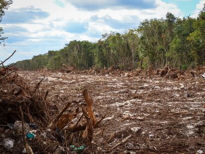 Área deforestada por los trabajos del Tren Maya en la selva a la altura de Playa del Carmen, el 23 de marzo.