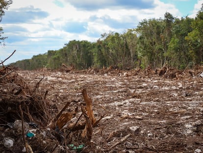 Área deforestada por los trabajos del Tren Maya en la selva a la altura de Playa del Carmen, el 23 de marzo.