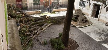 Drago caído en el callejón del Tinte de Cádiz.