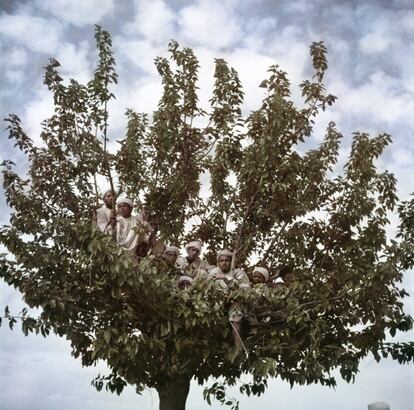 Espectadores subidos a un árbol contemplan el paso del sultán Sidi Mohammed, en Fez, Marruecos, en 1949.