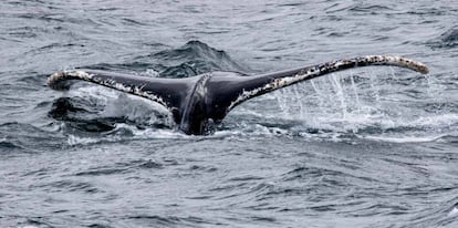 Cola de una ballena en las cercanías de isla Decepción, Antártida.