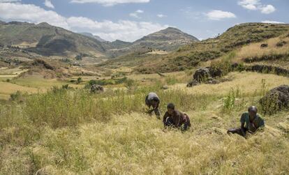 Agricultores recolecta cereal cerca del poblado de Alage, en la región de Tigray, cuyas tierras están siendo rehabilitadas para potenciar su productividad y hacer frente al cambio climático.