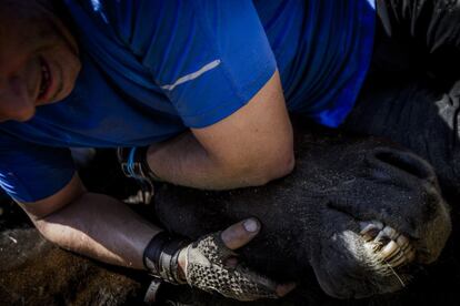 Durante la rapa, los 'aloitadores' dicen velar siempre por la integridad de los animales, aunque esta forma ancestral de rapa no está exenta de críticas.