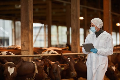 Un veterinario con mascarilla mientras inspecciona vacas y ganado en una granja.