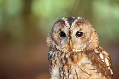 Un cárabo común (Strix aluco), cuya población se mantiene estable.