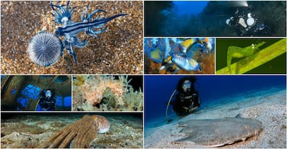 La riqueza de los fondos y la fauna submarina de Tenerife.