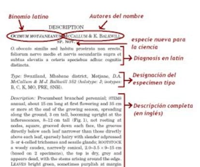 Ejemplo de uso del latín al describir una nueva planta. McCallum, D. A. & Balkwill K. (2004) A new species of Ocimum (Lamiaceae) from Swaziland. Botanical Journal of the Linnean Society 145: 379-383)